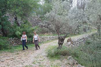 Olive Grove walk, Mallorca