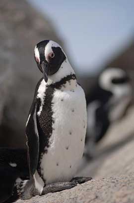 penguin, south africa